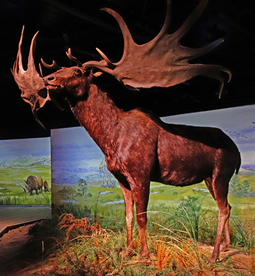 megaloceros