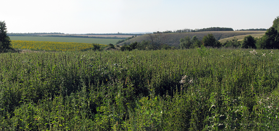 ploughed field