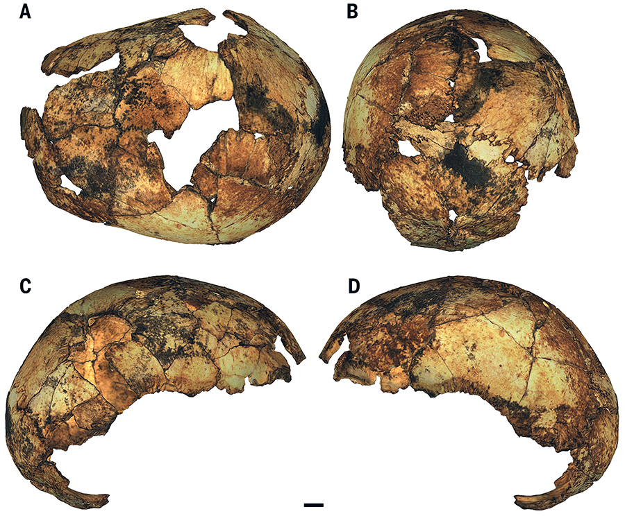 images_of_skull_erectus_child_2gsm