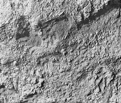 weasel and child footprints