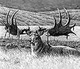 megaloceros