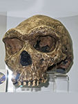 heidelbergensis