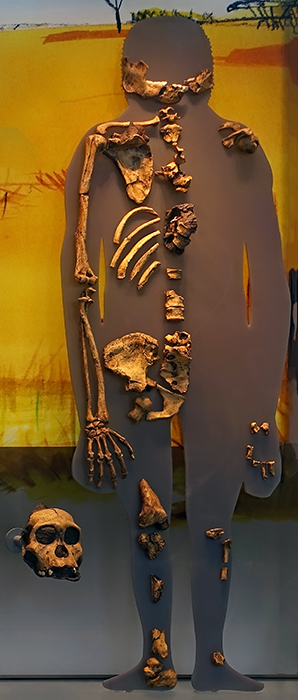 Australopithecus sediba