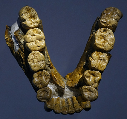 Paranthropus  boisei 