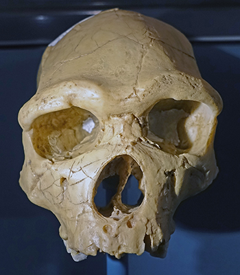 Homo heidelbergensis