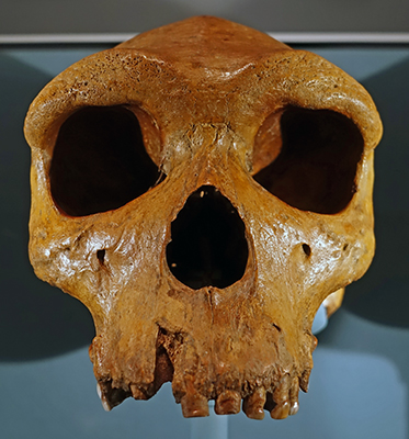 homo heidelbergensis