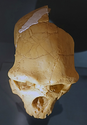 Homo heidelbergensis