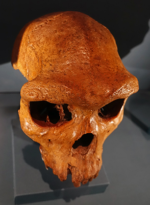 homo heidelbergensis