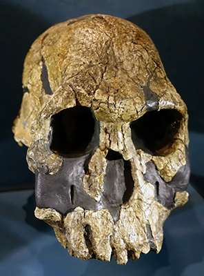 rudolfensis