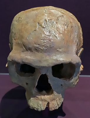 dsc03377homosapienssapienssm