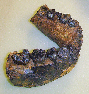 rudolfensis