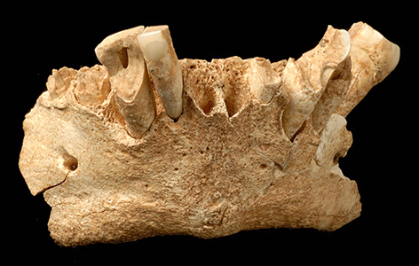 atapuerca1_69205125jaw2gsm 