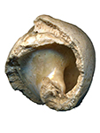 fossilshelllink