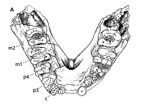 Paranthropus aethiopicus