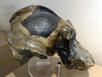Paranthropus aethiopicus