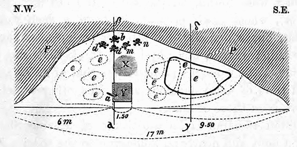 Cro-Magnon cross section