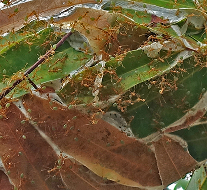 DSC03987greenant_nest_closeupsm