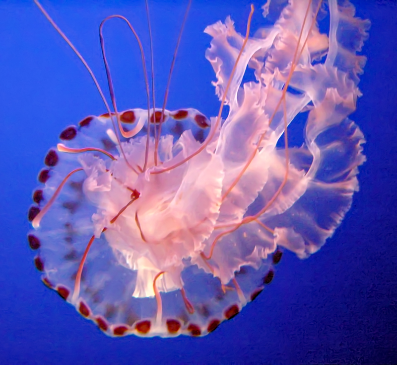 Sea_Nettle_Jelly_1sm