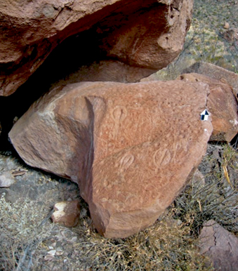 cupules_vulvassm