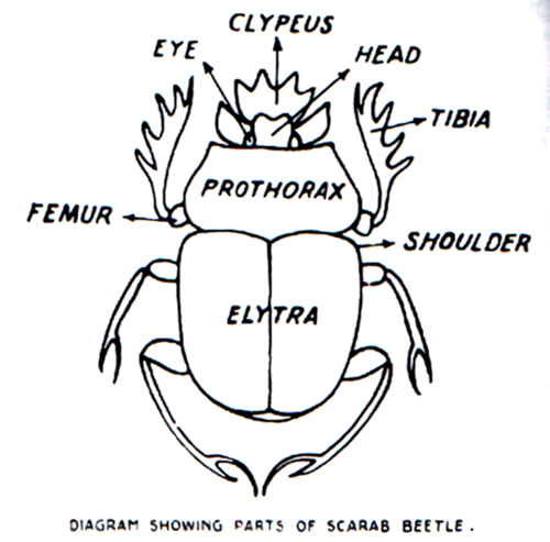 scarabdiagramsm