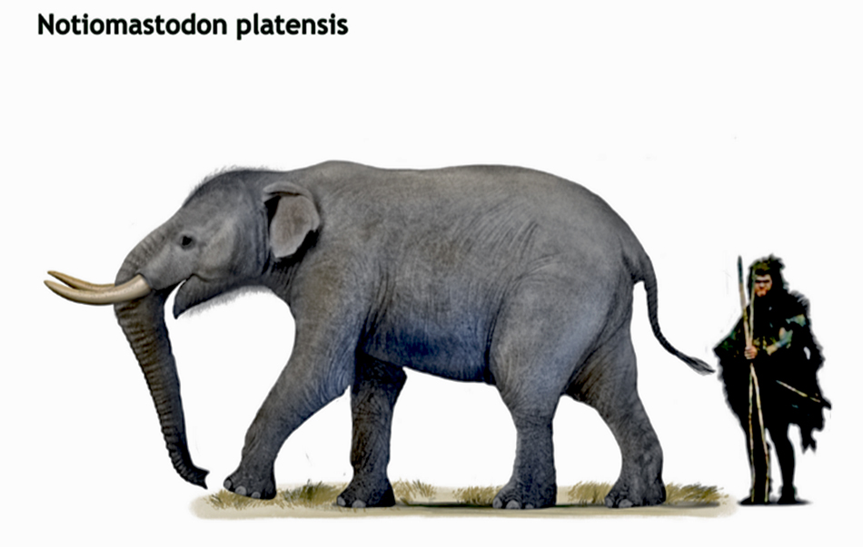 Notiomastodonplatensissm