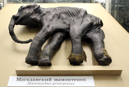 mammoth211sm