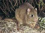 Bettong