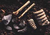 bones teeth flint