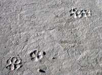 dingo paw prints