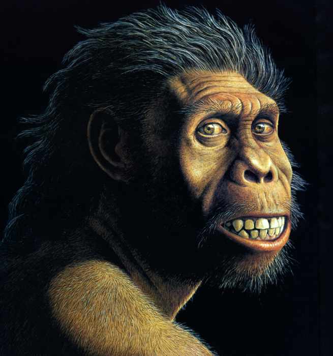 Homo Erectus The Dmanisi Site