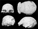 dmanisi skull