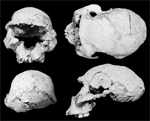 dmanisi skull