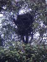 nest