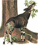 Okapi