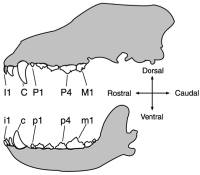 dental diagram
