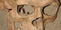 Bogucar skull
