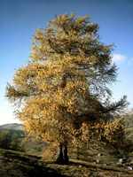 larch