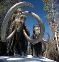 mammoths