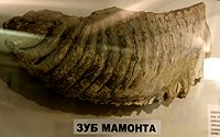 mammoth tooth