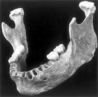 oase skull