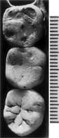 oase skull