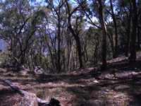 bushwalk