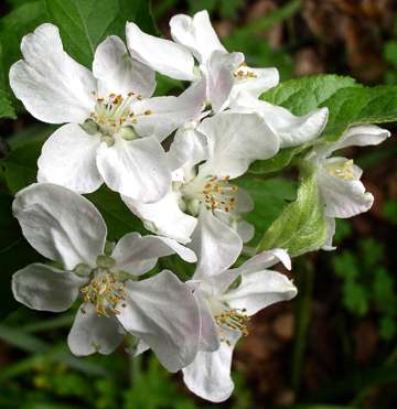 apple blossom