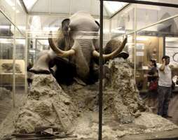 mammoths