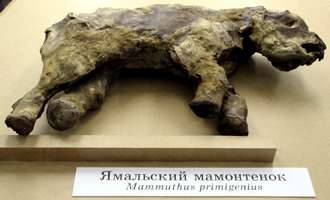 mammoths