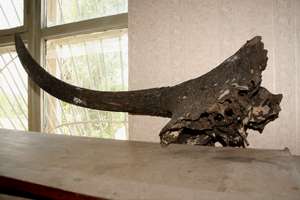 boguchar mammoth