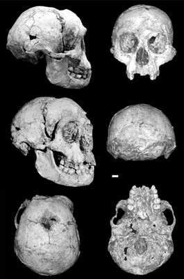 Hobbit skull