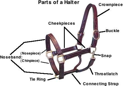 Pazyryk bridle