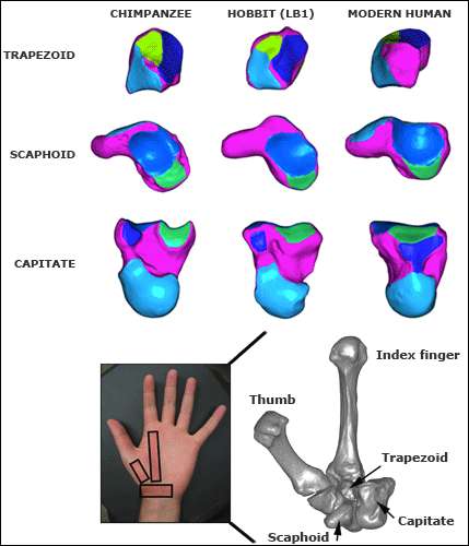 Hobbit hand