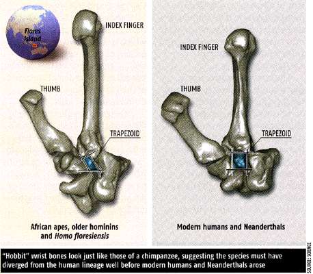 Hobbit hand